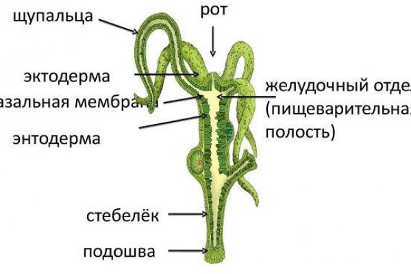 Kraken onion сайта