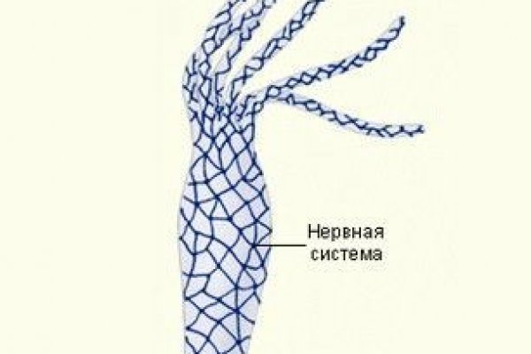 Kraken whitenet зеркала кракен обход