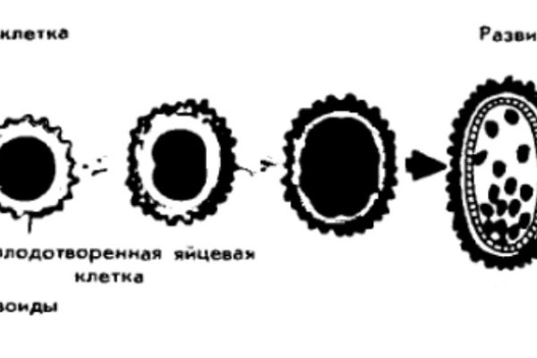 Kra42.cc